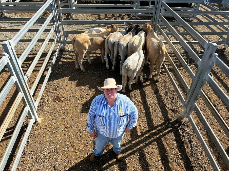 Joel Dawson of BDA with a pen of Bazadais/Charbray cross weaners that sold for 870c/kg averaging 175kg to return $1529/head from Katrina Deem of Dalma. Photo: CQLX