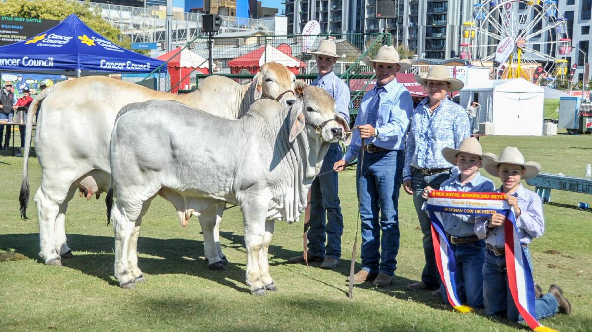 Bardia Madeline and her calf Cadet Bentley were exhibited by Cadet Brahmans and pictured with the Mortimer family. 