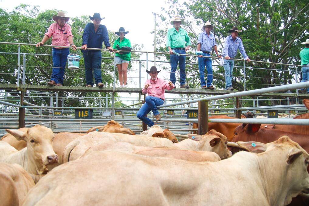 Selling action at the first Mareeba sale for 2023.