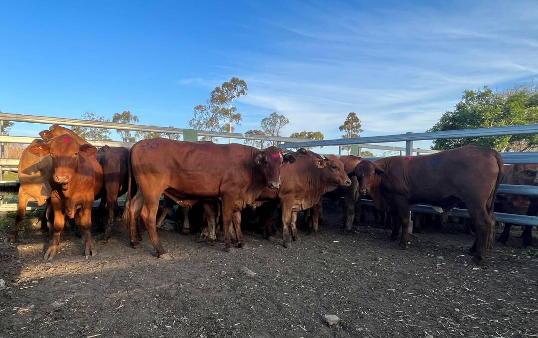 A number of feeder steers were on offer at the sale. Picture: Supplied 