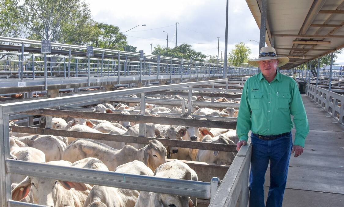 DEBUT SUCCESS: Julian Laver, Nutrien Ag, Rockhampton, pictured with a large line of 168 head of E.U. Brahmans offered by Ibis Creek Pastoral, Mt Coolon, which averaged 523.8c/kg on Wednesday. Photo: Ben Harden