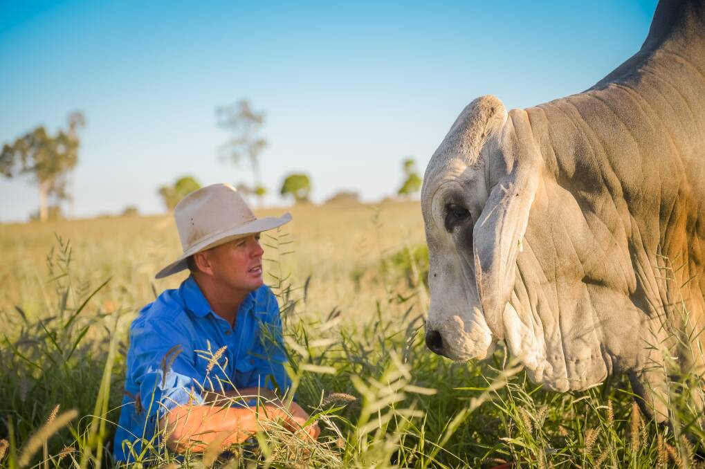 Brett Nobbs is set to disperse the NCC Brahman herd later this year. Picture: Kelly Butterworth 