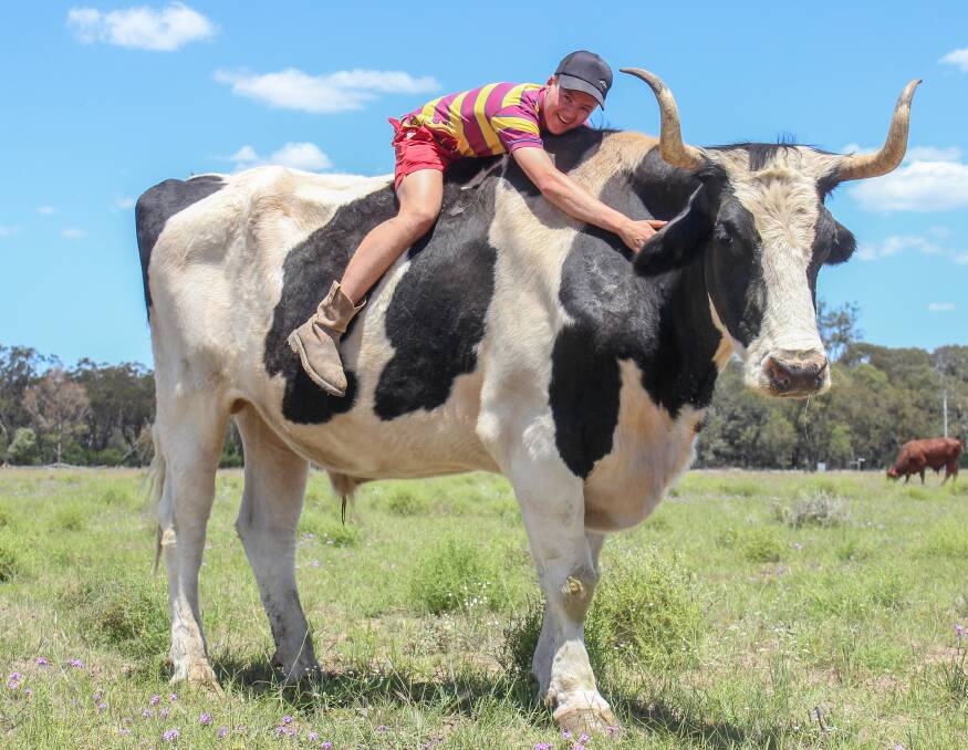 GENTLE GIANT: Neighbour Nick Gitsham on board Reggie the steer who is taller than his 6ft owner Col Budden. 