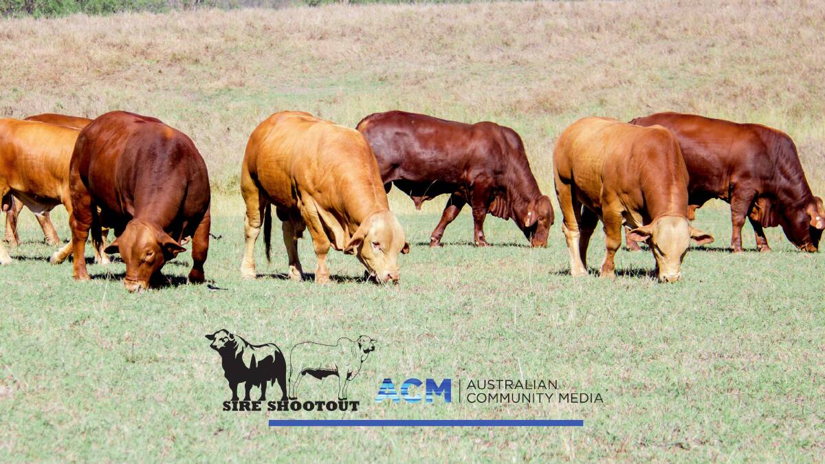 Australian Community Media will run the Sire Shootout, a showcase of 2020 sale bulls from across the country. 