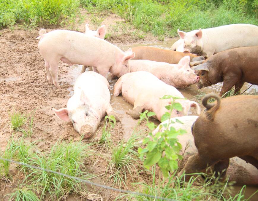 It's a pig's life at Hillbillie Hogs. Picture: Lea Coghlan