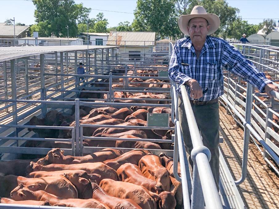 Keith Bettridge, Mt Wilga, Alpha offered Droughtmaster steers, which sold to 650c/kg at 351kgs and $2284. Photo: Matt Beard