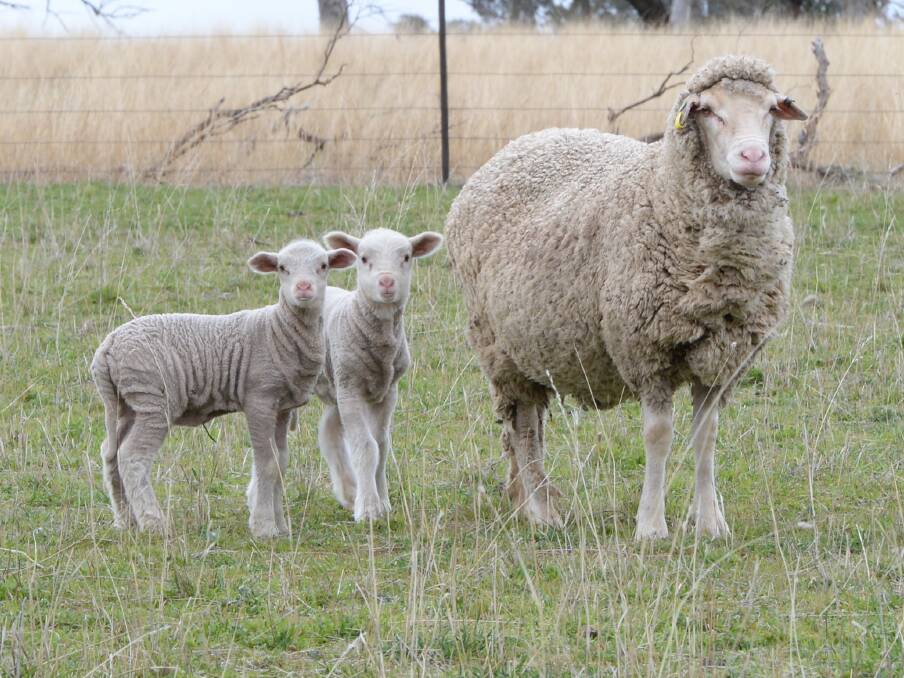 The Merino Lifetime Productivity Project isn't set to conclude until 2024 but DNA results have indicated a surprisingly common occurrence within twin lambs born from syndicate ram matings. File photo: Rachael Webb