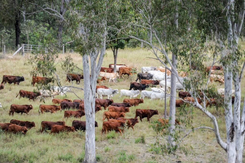 Trade cattle at Garthowen. File photo: Lucy Kinbacher