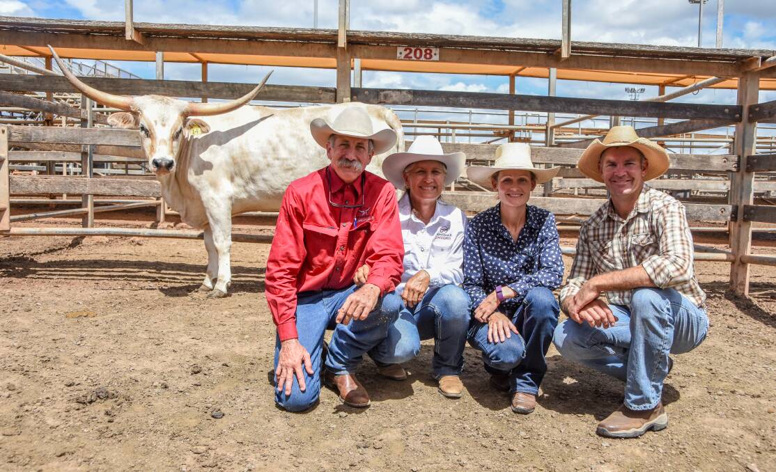 The top price lot of the Trails West Texas Longhorn Sale, Horseshoe B Longhorns' Roxie, with vendors Michael and Lynda Bethel, Horseshoe B Longhorns, Charters Towers, and repeat buyers, Monique and Brendan Schick, Crows Nest. 