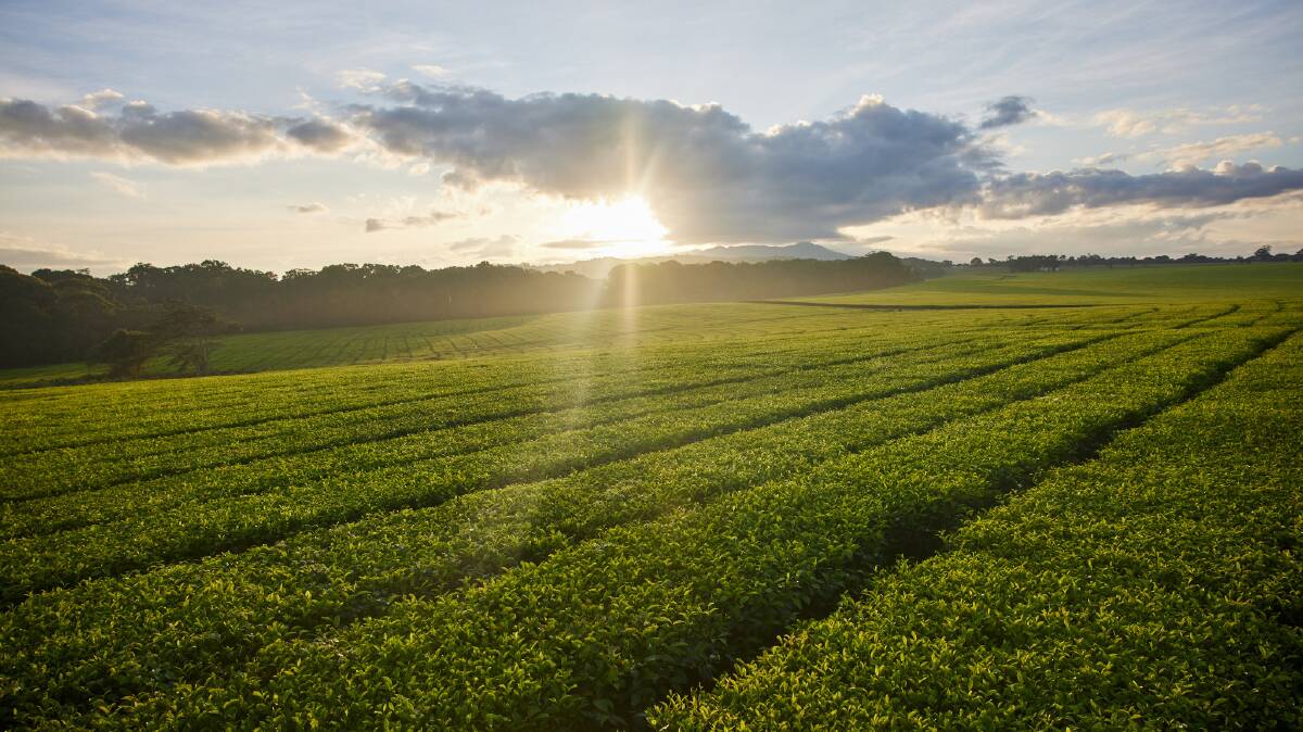 Nerada produces approximately six per cent of black tea on the Australian market. Image: Supplied.