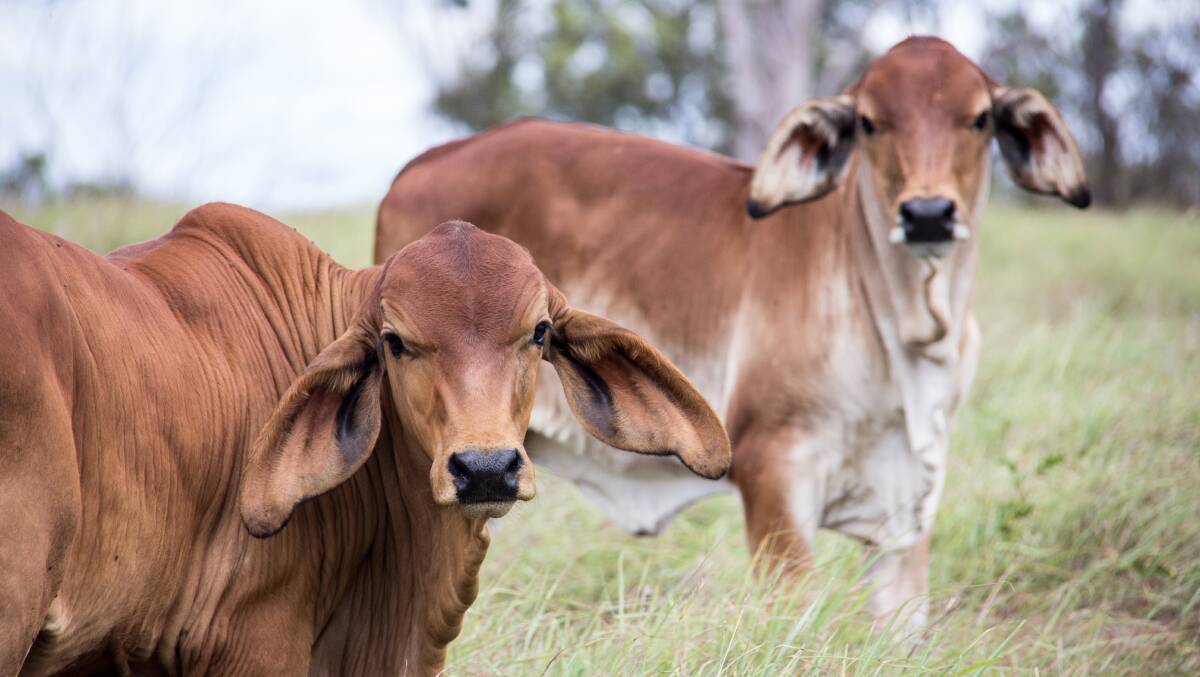 A total of 12 cases of C-strain of the disease, had been detected in WA cattle between 1952 and 2019. Until now the most recent detection occurred in 2012. File photo. 