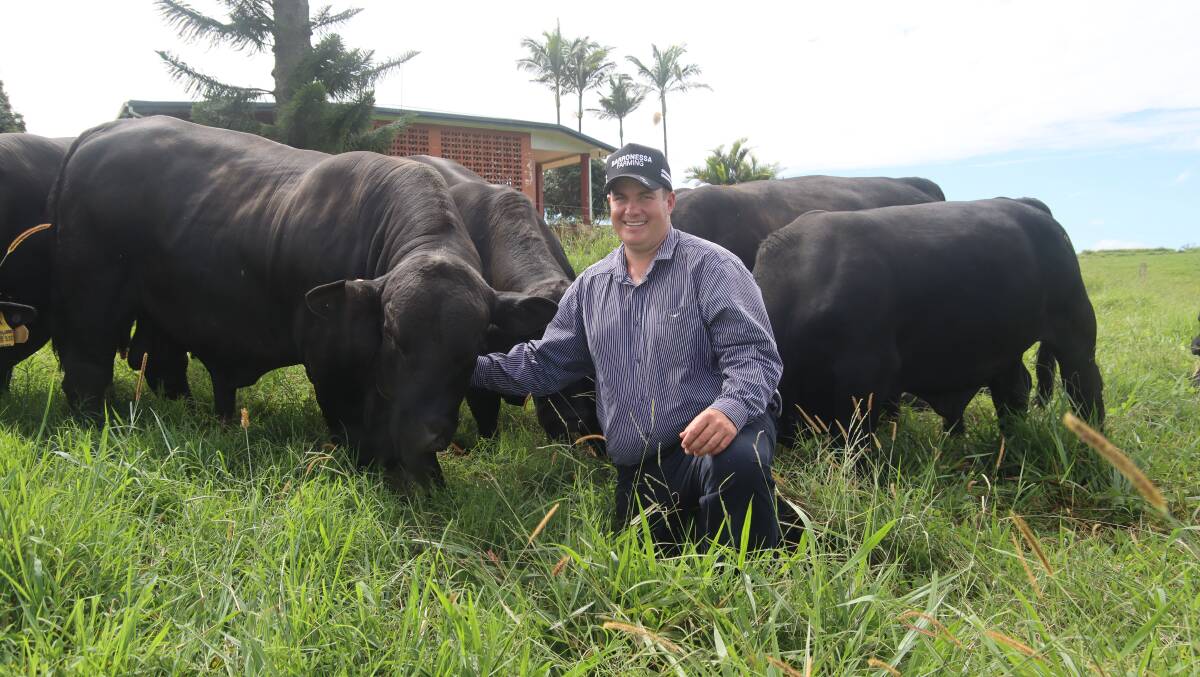 Shane Strazzeri, part of the team behind Barronessa Farming, in Far North Queensland, with some of the stud's prized animals, including Barronessa Latrell. Picture: Lea Coghlan