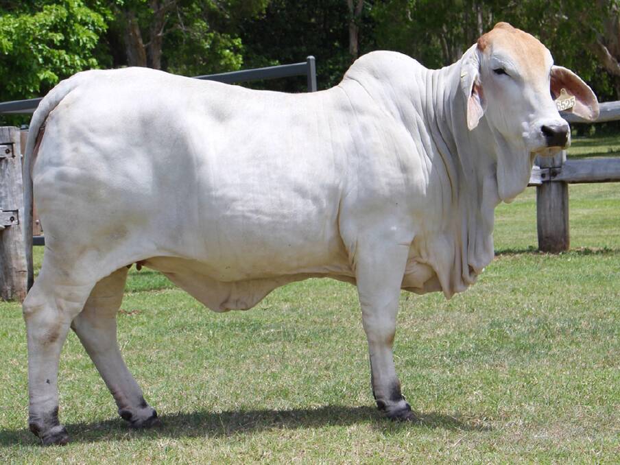 The top selling $30,000 Cambil Miss Power 6525 sold at Thursday night's Great Northern Brahman Heifer and Genetics Sale conducted at Airlie Beach. Picture: Kent Ward