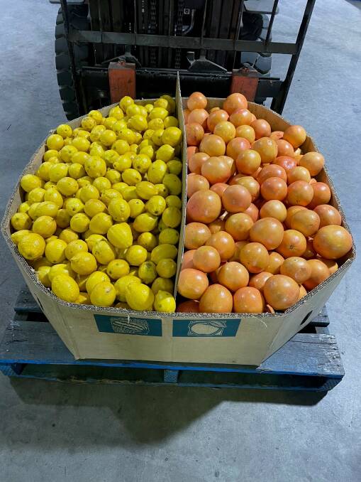 Mareeba citrus growers to expand to keep up with market demand