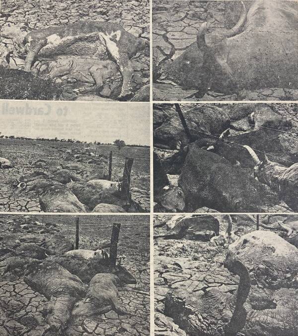 Thousands of sheep and cattle perished, crammed against fences in thick mud from the aftermath of Cyclone Ted in 1977. 
