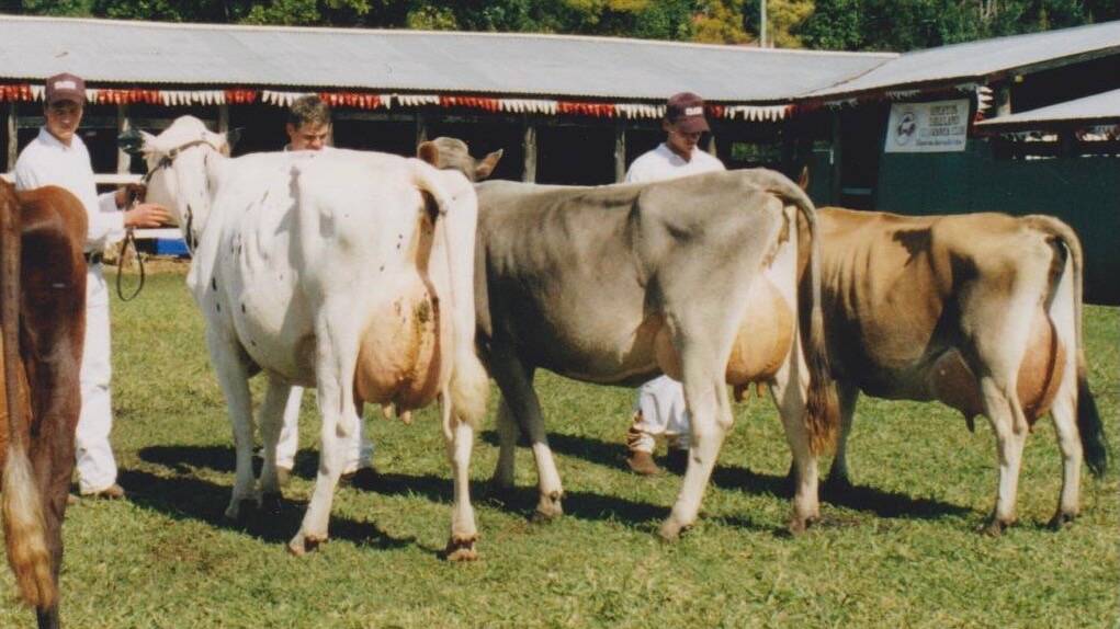 Barronessa Farming's team of champion cows from the 2004 Malanda Show.