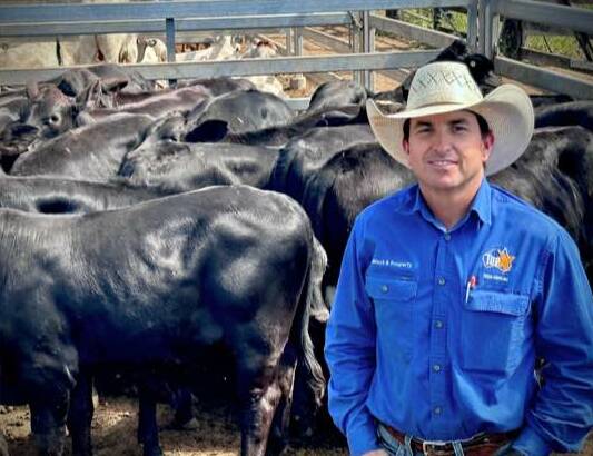 Gavin Tickle of TopX Gracemere is pictured with 20 Brangus steers offered by Warrick and Katherine Hale, Sarina that sold to Lisle Holdings for 524c/kg at 212kg to return $1115/hd. Picture: CQLX