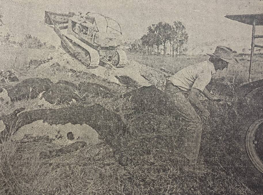 A cattle worker unhooks the rope after hauling dead cows to a burial after they were passed in at a different sale. 