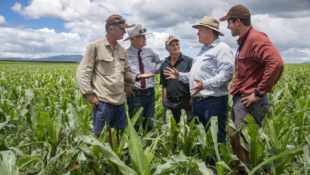 Atherton farmer Jimmy Isabella, Bob Katter MP, fellow grower Geoff Riesen, Shane Knuth MP and farmer Jason Lea inspect the damage of Fall Armyworm. 