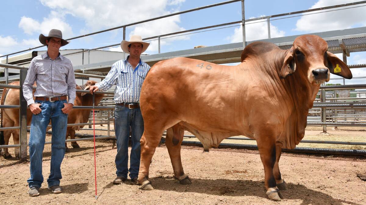 Henry Gray, The Rivers Red Brahmans, and Will McCamley, Palmal Brahmans, Dingo, with Palmal Dominion purchased by The Rivers stud for $75,000. 