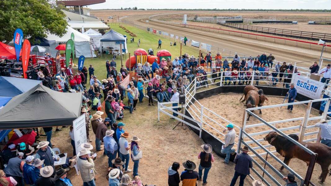  A crowd gathered for the Richmond Agents All Breeds Bull Sale. Photo: Trish Hudspith