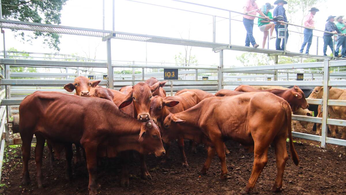 This pen of Droughtmaster yearling steers sold to a high of 460.2c/kg at the Mareeba sale on Tuesday.