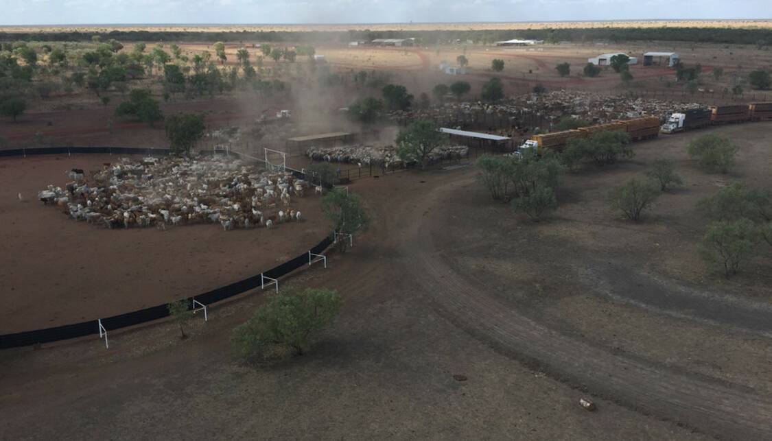 RURALCO: The 447,500 hectare Daly Waters cattle property Murranji Station is being offered with about 12,000 cattle.