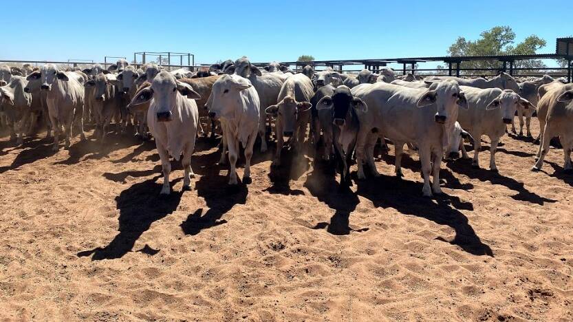$100M ASSET: Western Grazing's major NT property Wave Hill is being be sold with 40,000 branded cattle.