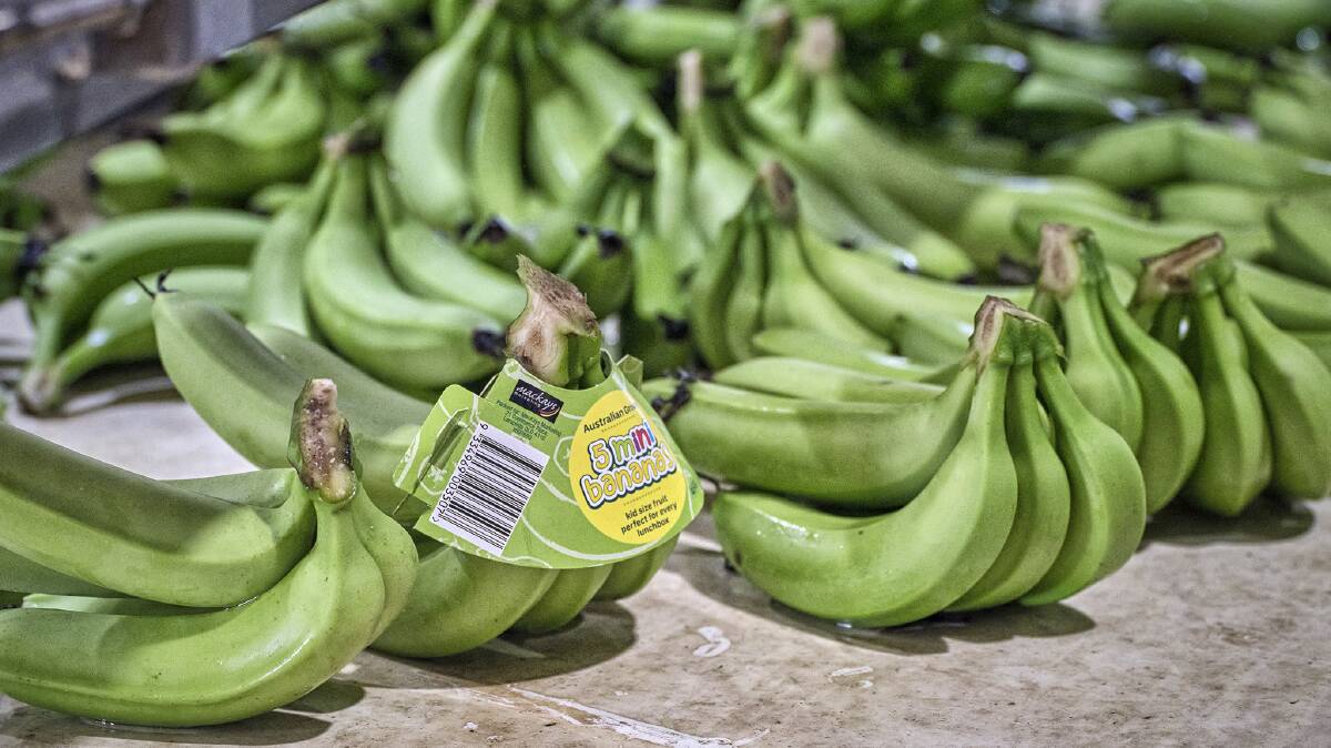 Mackay Farming Group's premium horticultural business in Far North Queensland produces about 13 per cent of Australia's bananas. Picture supplied