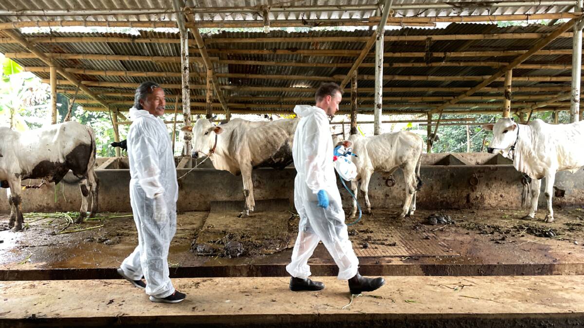 The fall-out from the testing for exotic animal diseases in Australian bred cattle exported to Indonesia has again shown just how fractious the relationship between the two countries remains. Picture Mark Phelps