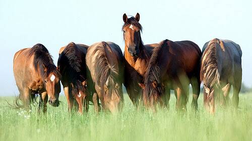 QUT BREAKTHROUGH: A new veterinary drug has been found to prevent laminitis in ponies.