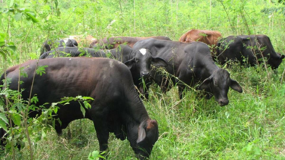 COLOMBIAN EXPERIENCE: Leucaena, as part of a jungle forage system, is playing an important role in transforming livestock production.