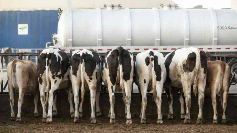 Dairy methane delivers sustainable electricity source | Video