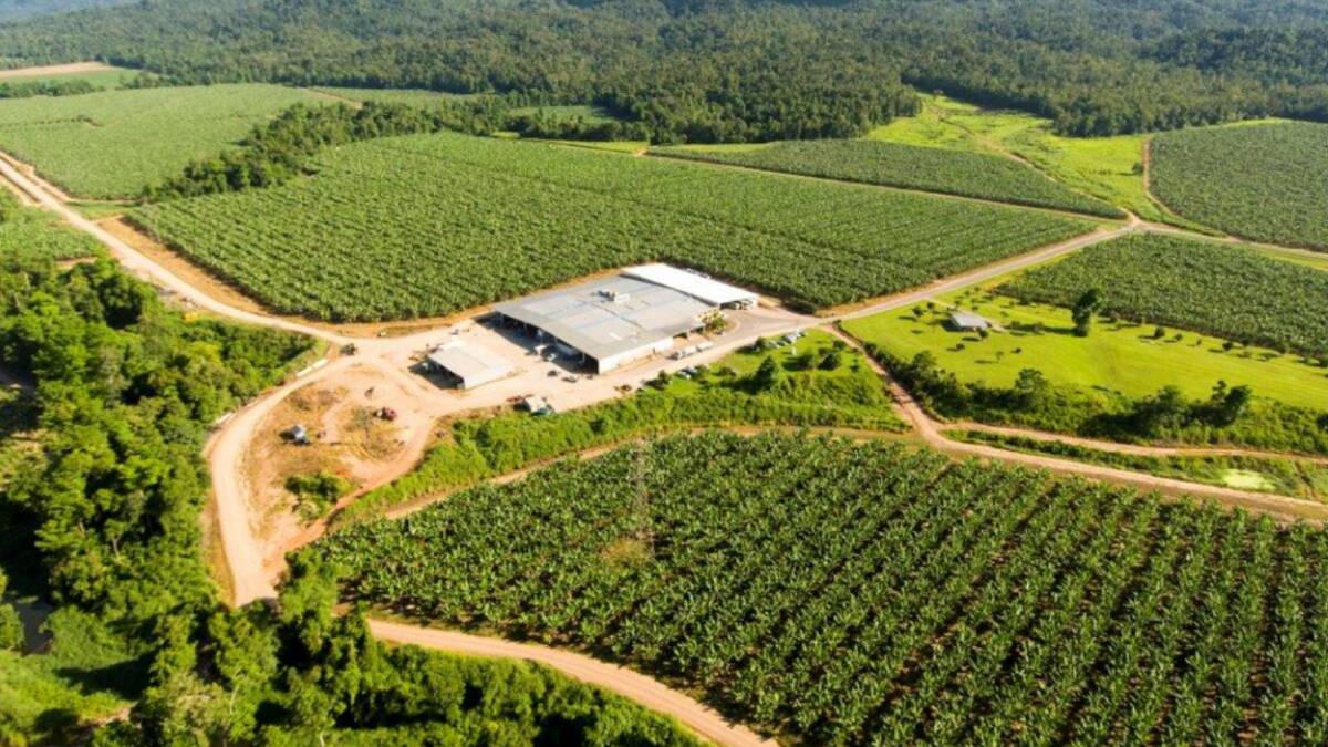 Mackay Farming Group is selling its major banana and tropical fruit business after 75 years of ownership. Picture supplied