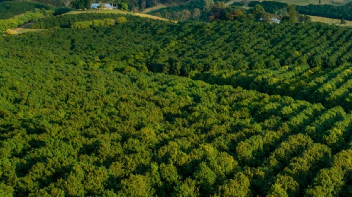 COLLIERS INTERNATIONAL: Jondell macadamia farm covers 158 hectares and has about 31,000 trees.