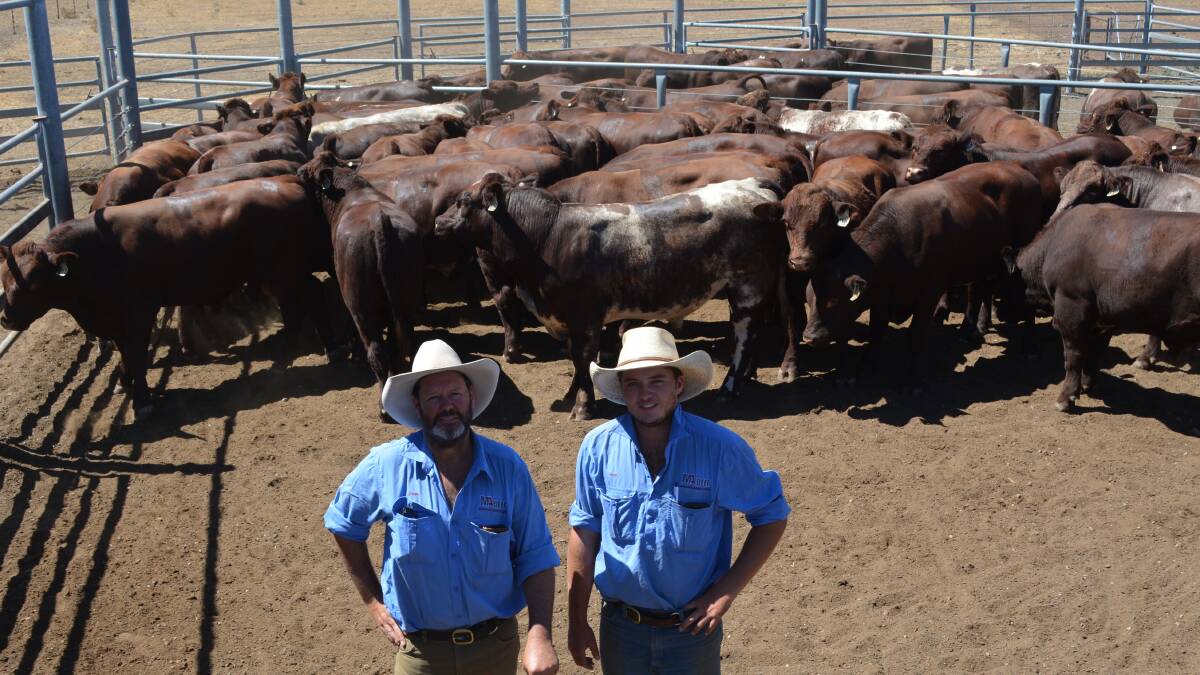 John Manchee and son Nick in the cattle yards with young stud bulls.