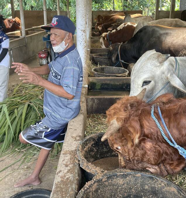 Indonesian farmer Hardani with some of his pejantan (bulls) in the Tani Subur community cattle centre in central Java. Picture - Mark Phelps