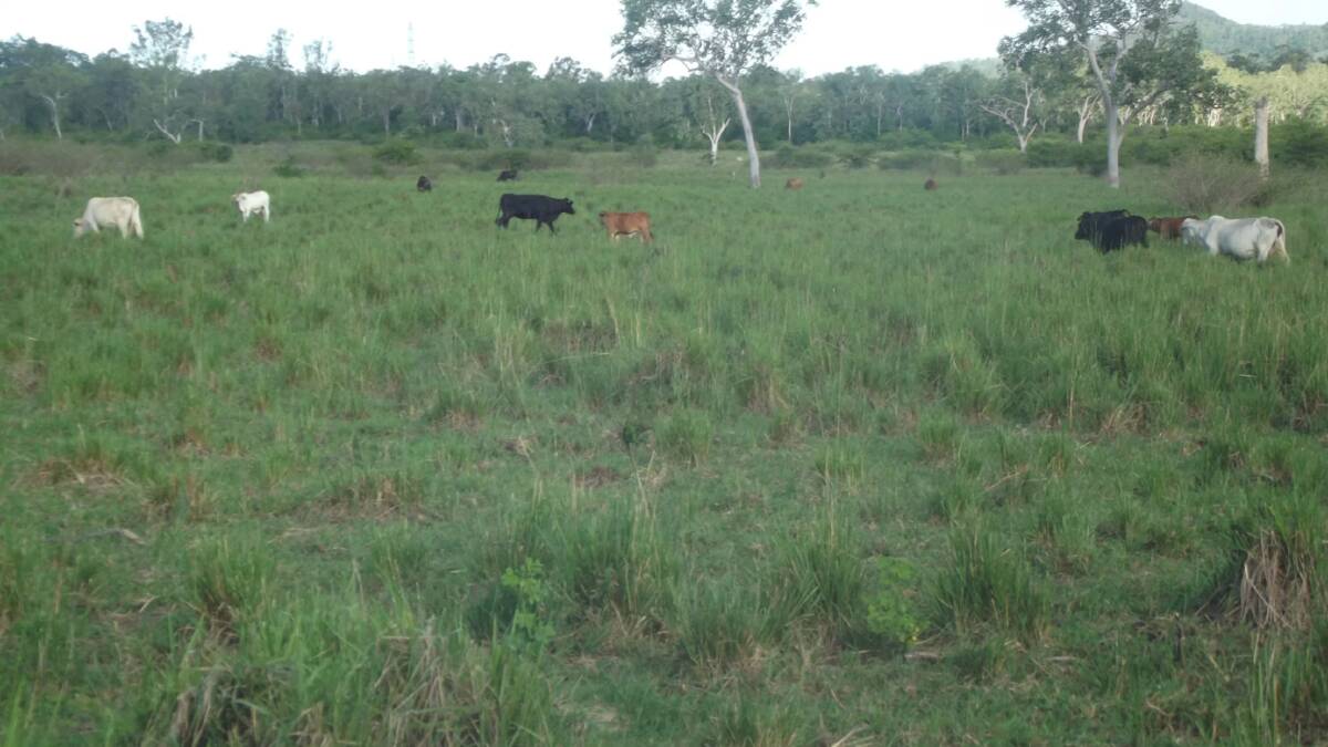 The property has two well designed paddocks with mostly new four barbed wires. Picture - supplied