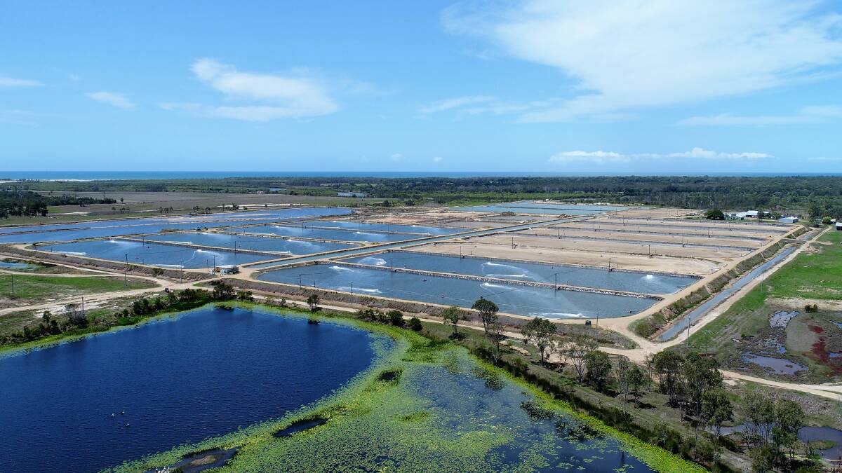 The Australian Coral Coast Mariculture prawn farm currently has 15ha of production ponds. 