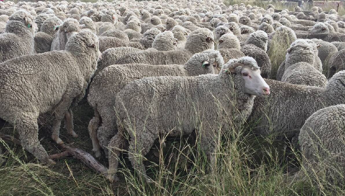 LIVE EXPORTS: Work is underway to consider a new heat stress risk assessment for the export of sheep to the Middle East.