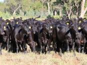 The very well watered country has been running 3000 Angus and Angus-cross cattle. Picture supplied