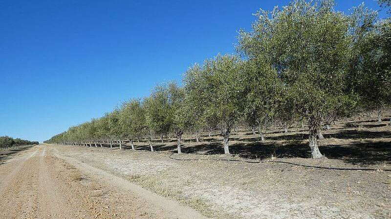 ON THE MARKET: Negotiations are continuing on the 1283 hectare olive grove and grazing property Twin Rivers.