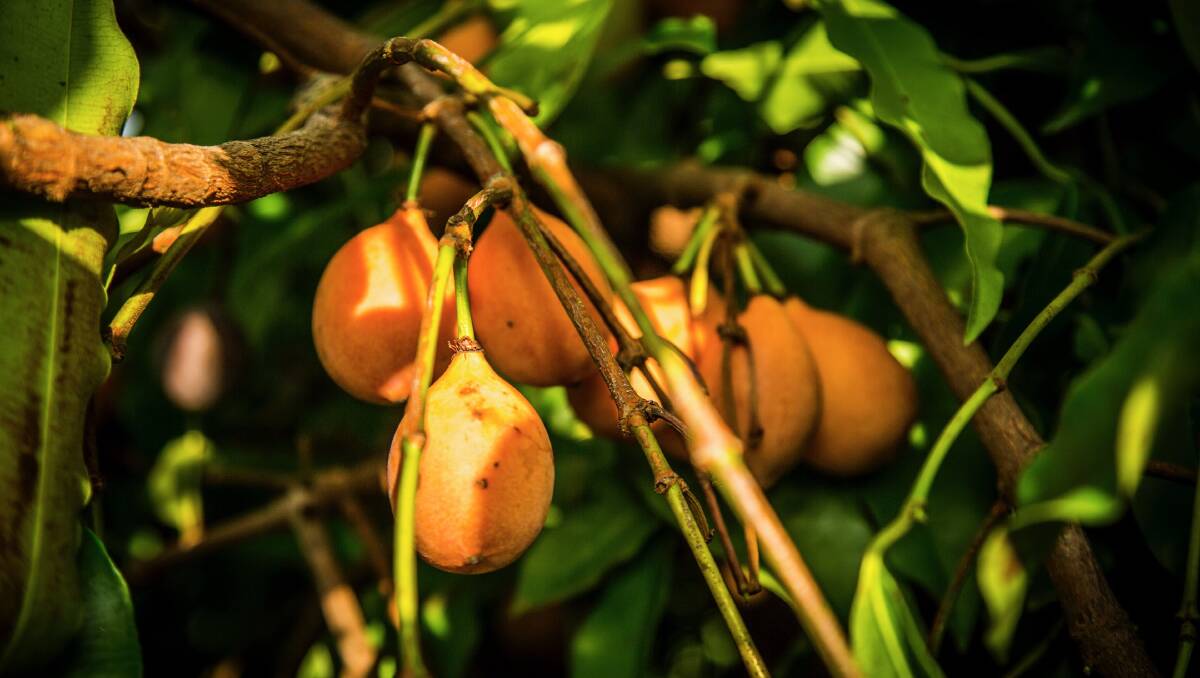 UNIQUE FRUIT: Australia's only commercial Achacha plantation is on the market.
