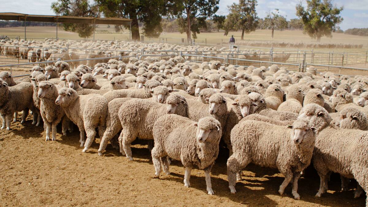 How do farmers in New Zealand shear 25,000 sheep in 10 days?