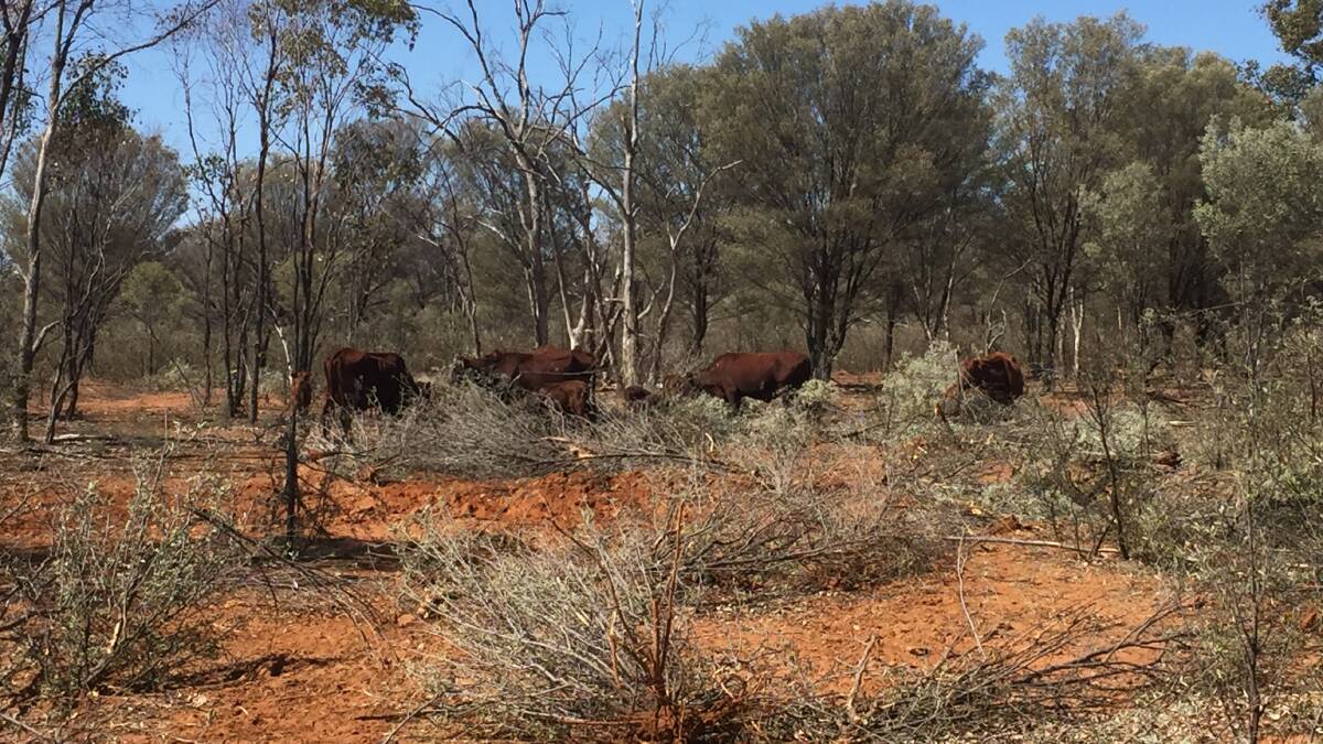 FARMER BASHING: Labor has blocked an attempt to make it easier for farmers to feed mulga to starving livestock.