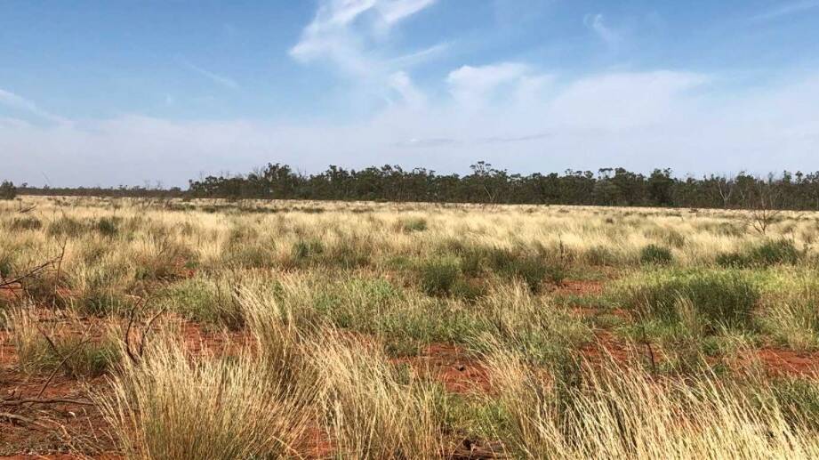 The majority of country has deep, red loamy soils growing predominantly buffel grass.