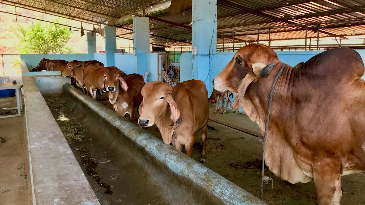 Indian cattle on feed.