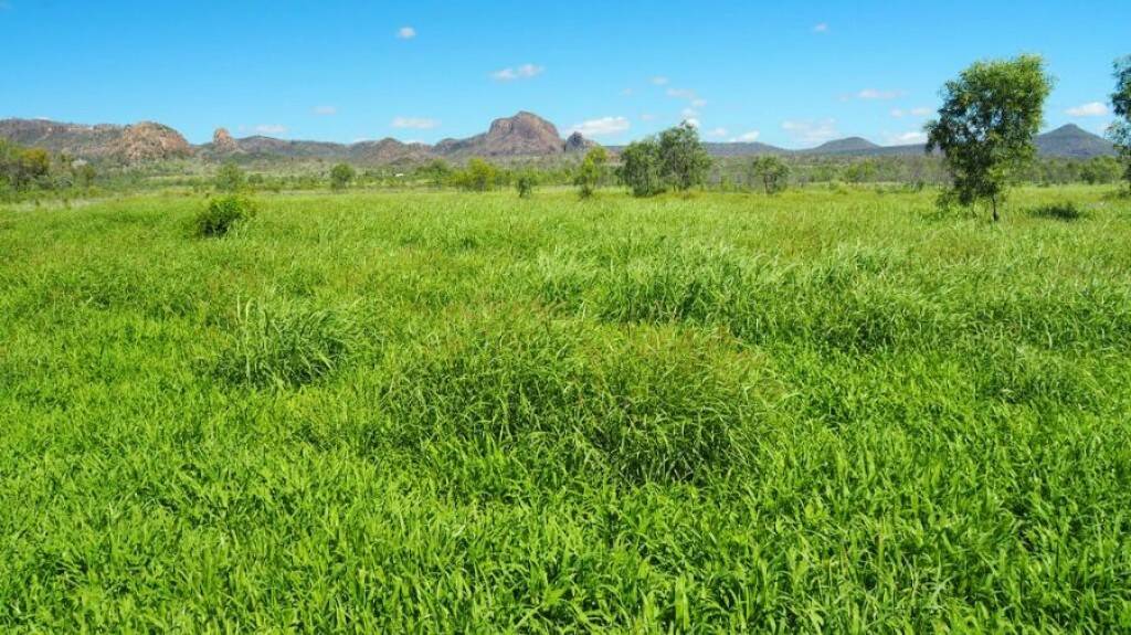 NEGOTIATIONS CONTINUING: The 701 hectare Springsure property Broadleaf Park passed in for $1.5 million at an Elders auction on June 12.