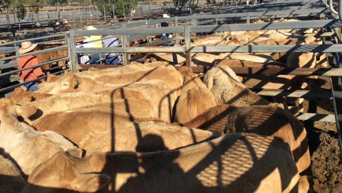 Good judges said plenty of the weaners sold at Toogoolawah topped better than $5/kg liveweight. 