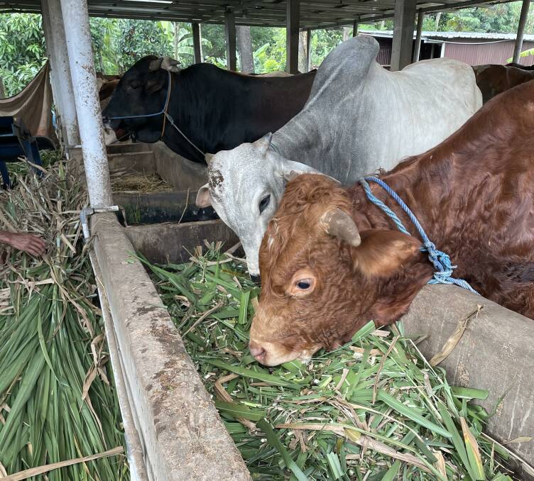 Cattle are fed a mix of relatively low protein green chop, by products including soybean-derived tofu waste and limited amounts of concentrates. Picture - Mark Phelps 